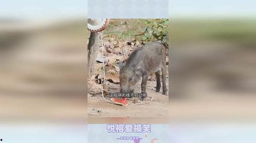 猪自在吃瓜,揭秘娱乐圈背后的秘密