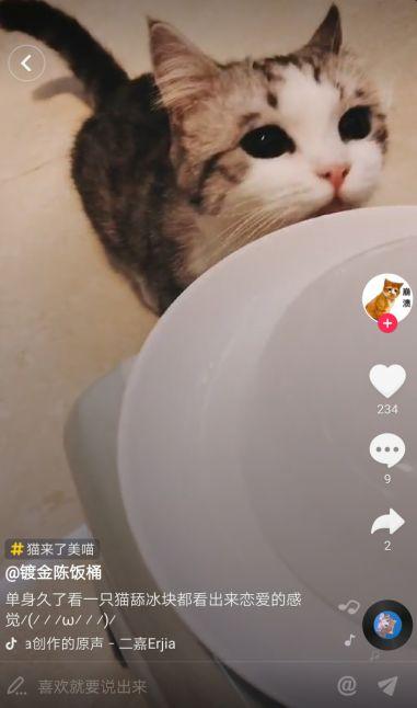 抖音网红九尾猫,揭秘网络红人的魅力与影响力